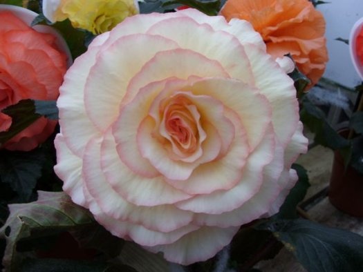 B. ‘Jennifer Wilson’